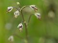 Alpine Meadow Rue